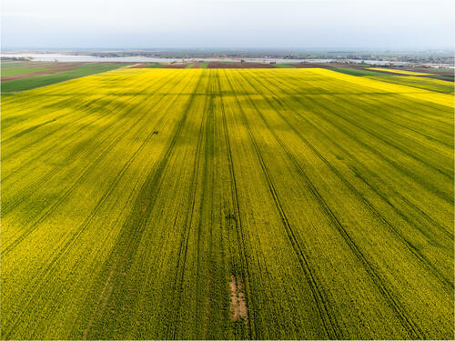 Rape field